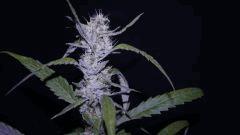 FLO +66 strawberry banana#2 Bud
