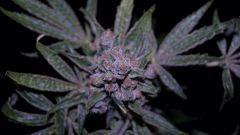 FLO +66 tangie Bud A