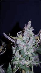 FLO +78 CUT Tangie B