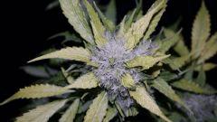 FLO +66 grapegum#1 Bud A