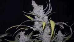 FLO +66 core cut#1 Bud