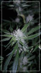 FLO +35 core Cut 2 Bud B