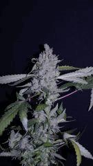 FLO +78 CUT Uk cheese B