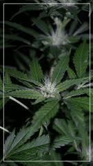FLO +35 Grapegum#1 Bud B