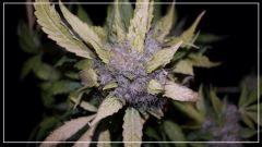 FLO +78 CUT Grapegum#1 C