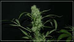 FLO +56 crystal bloom Bud