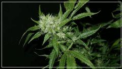 FLO +56 crystal bloom Bud 1