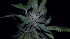 FLO +66 grapegum#2 Bud A