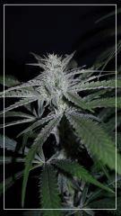 FLO +35 strawberry banana#1 Bud A