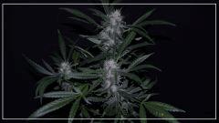 FLO +45 northern light Big Bud