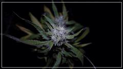 FLO +78 CUT Strawberry banana#2 C