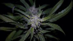 FLO +66 strawberry banana#2 Bud A