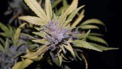 FLO +66 northern light BB Bud A
