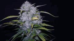 FLO +66 grapegum#1 Bud