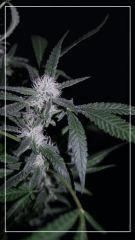 FLO +35 northern light Big Bud B