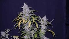 FLO +66 strawberry banana#1