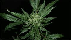 FLO 56 +Uk cheese Bud 1
