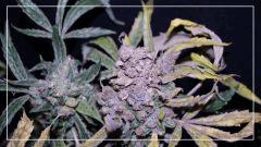 FLO +78 CUT Tangie C