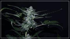 FLO +45 Uk cheese Bud