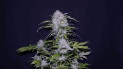 FLO +66 grapegum#1
