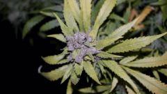 FLO +66 core cut#1 Bud A