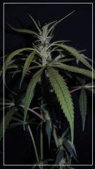 FLO +35 strawberry banana#2 Bud