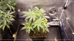 STRETCH +6 strawberry banana#1