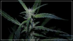 FLO +45 strawberry banana#2 Bud
