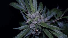 FLO +66 Uk exodus cheese Bud A