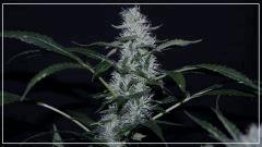 FLO +45  Cristalbloom Bud