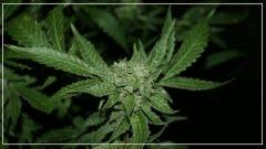 FLO +56  frencheese Bud 1