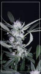 FLO +35 northern light Big Bud A
