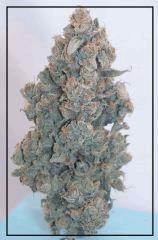 Tangie