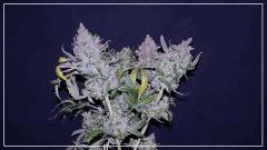 FLO +78 CUT Tangie