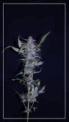 FLO +78 CUT Grapegum#2