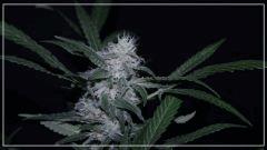 FLO +45 northern light Big Bud Bud