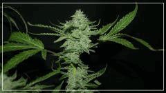 FLO +56  frencheese Bud