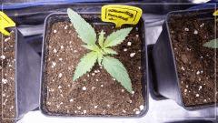 Cro +8 strawberry banana#1