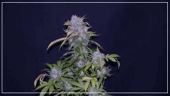 FLO +78 CUT Grapegum#1
