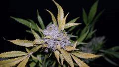 FLO +66 crytal bloom Bud A