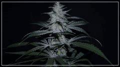 FLO +45 strawberry banana#1 Bud