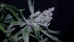 FLO +66 tangie Bud