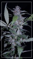 FLO +78 CUT Grapegum#2 A