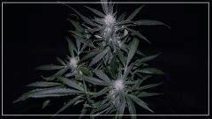 FLO +35 northern light Big Bud