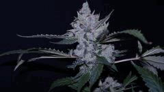 FLO +66 Uk exodus cheese Bud