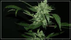 FLO 56 +Uk cheese Bud