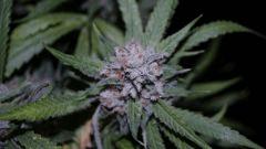 FLO +66 core cut#2 Bud A