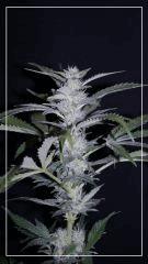 FLO +35 Grapegum#2 Bud