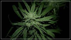FLO 56 +strawberry banana#1 Bud 1