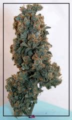 Uk cheese exodus Cut